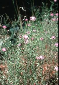 Image of Rhaponticum repens