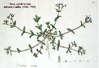 Image of Cerastium fontanum subsp. vulgare