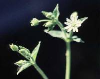 Cerastium nutans image