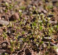 Cerastium semidecandrum image