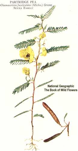 Chamaecrista fasciculata image