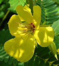 Chamaecrista fasciculata image