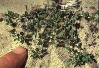 Euphorbia geyeri image