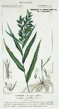 Chasmanthium latifolium image