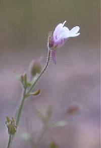 Chaenorhinum minus image