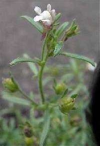 Image of Chaenorhinum minus