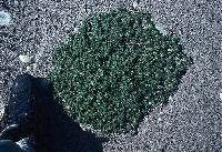 Euphorbia polygonifolia image
