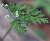 Chaerophyllum procumbens image