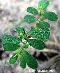 Image of Euphorbia serpyllifolia