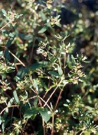 Euphorbia vermiculata image