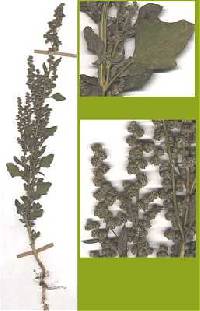 Chenopodium berlandieri image