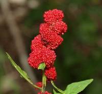 Chenopodium capitatum image