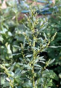 Image of Chenopodium glaucum var. glaucum