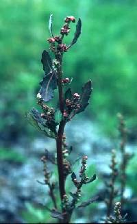 Chenopodium glaucum image
