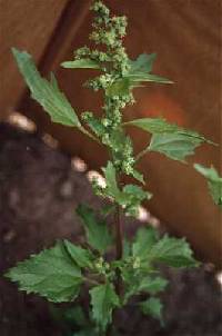 Chenopodium murale image