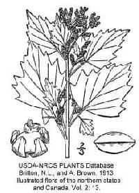 Chenopodium murale image