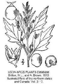 Chenopodium rubrum var. rubrum image