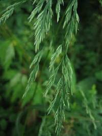 Cinna arundinacea image