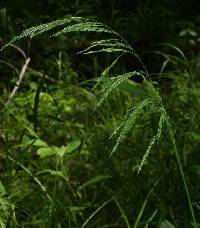 Cinna arundinacea image