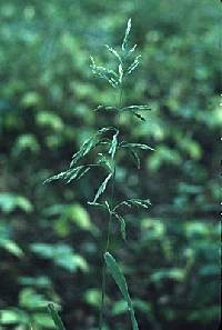 Image of Cinna latifolia