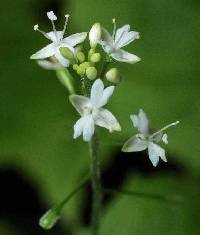 Circaea alpina subsp. alpina image
