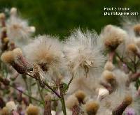 Cirsium arvense image