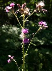 Image of Cirsium palustre