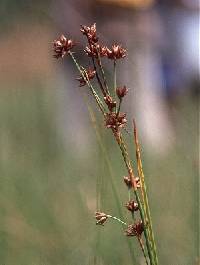 Image of Cladium mariscoides