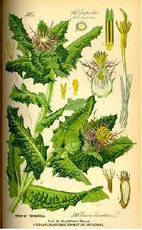 Image of Centaurea benedicta