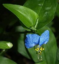 Commelina communis image