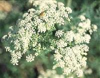 Conium maculatum image