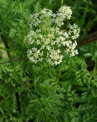 Conium maculatum image