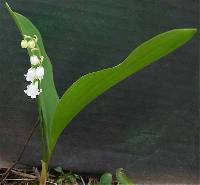 Image of Convallaria majalis var. majalis