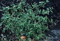 Lepidium didymum image