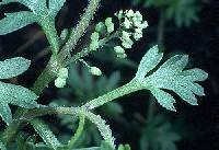 Lepidium didymum image