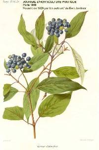 Image of Cornus sericea