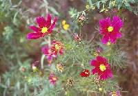 Image of Cosmos bipinnatus