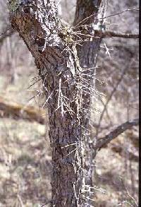 Crataegus crus-galli image