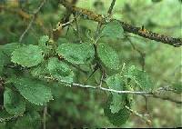 Image of Crataegus douglasii