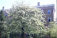 Crataegus mollis image