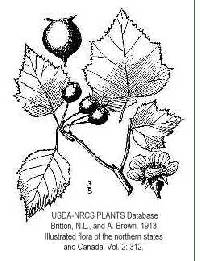Image of Crataegus pruinosa