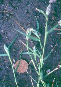 Crypsis schoenoides image