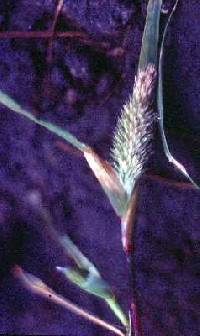 Crypsis schoenoides image