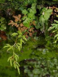 Cryptogramma stelleri image