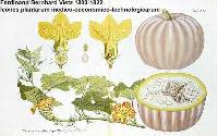 Image of Cucurbita pepo