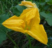 Cucurbita pepo image