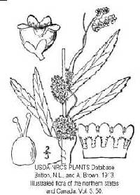 Image of Cuscuta cephalanthi