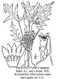 Image of Cuscuta cuspidata