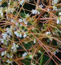 Image of Cuscuta gronovii var. gronovii