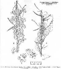 Cuscuta pentagona image